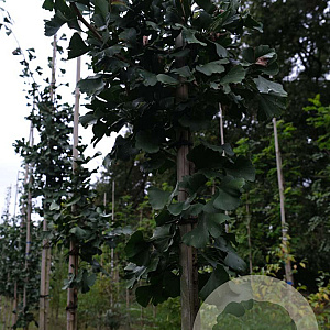 Ginkgo bil. 'Denise' 6-8 HO draadkluit