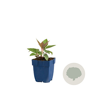 Helleborus sternii GM  P11