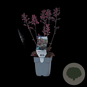 Heuchera villosa GM  P11