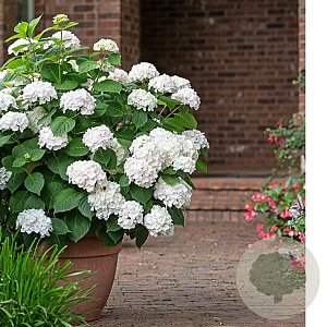 Hydrangea m. Endl. Summer The Bride 25-30 cm 3,5L