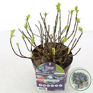 Hydrangea m. Hortbux 15-20 cm 2,0L blauw