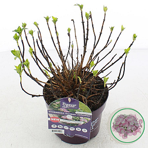 Hydrangea m. Hortbux 15-20 cm 2,0L rose