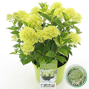 Hydrangea pan. Whitelight 40-50 cm 5,0L