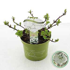Hydrangea Runaway Bride 20-25 cm 2,0L