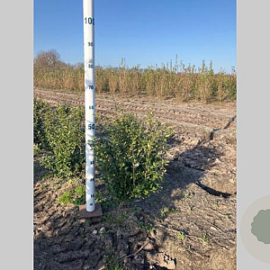 Ilex crenata 'Caroline Upright' 40-60 cm met kluit