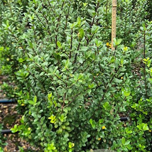 Ilex crenata 'Caroline Upright' 60-80 cm met kluit
