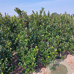 Ilex meserv. 'Blue Prince' 150-175 cm met kluit