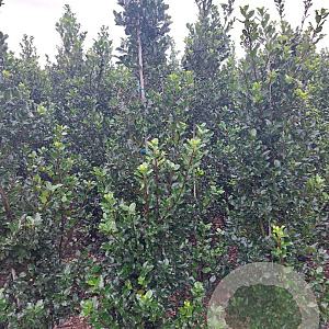 Ilex meserv. 'Blue Prince' 175-200 cm met kluit