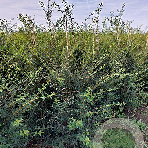 Osmanthus burkwoodii 125-150 cm met kluit