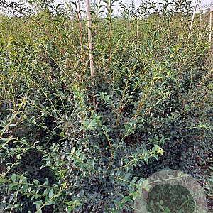 Osmanthus burkwoodii 125-150 cm met kluit