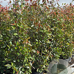 Photinia fraseri 'Red Robin' 175-200 cm 20L
