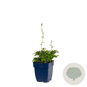 Sanguisorba o. 'Pink Tanna' GM  P11