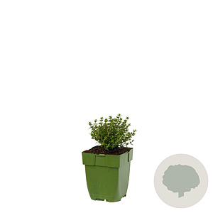 Thymus faustinoi GM  P11