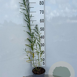 Salix fragilis 40-60 cm 2,0L
