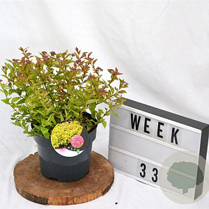 Spiraea jap. 'Goldflame' 30-40 cm 3,0L