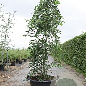Styrax jap. 'Fragrant Fountain' 175-200 cm 50L