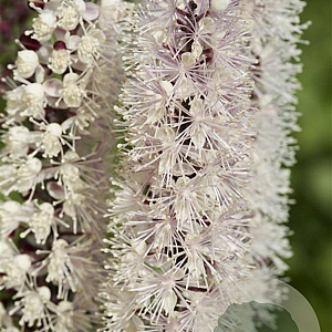 Actaea 'Chocoholic' GM P9