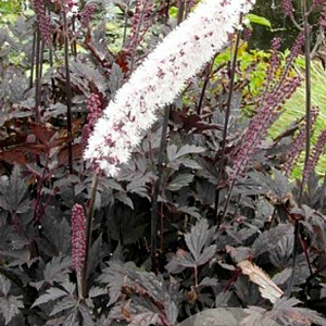 Actaea 'Chocoholic' GM P9