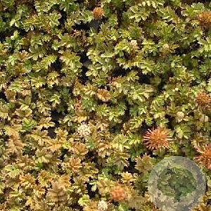 Acaena microphylla 'Dichte Matte' GM P9