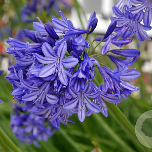 Agapanthus 'Northern Star' GM P9