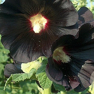 Alcea r. 'Nigra' GM P9