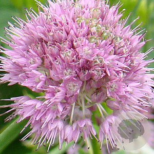 Allium senescens GM P9