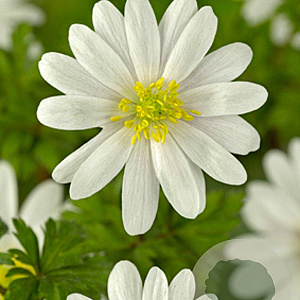 Anemone blanda 'White Splendour' GM P9