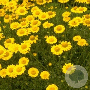 Anthemis hyb. 'Kelwayi' GM P9