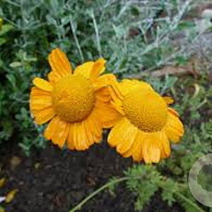Anthemis sancti-johannis GM P9