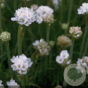 Armeria mar. 'Alba' GM P9