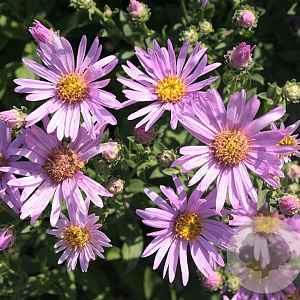 Aster amellus 'Rosa Erfüllung' GM P9