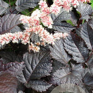 Astilbe 'Chocolate Shogun' GM P9