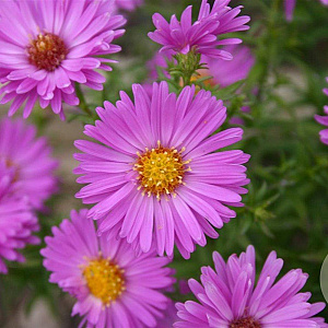 Aster (D) 'Heinz Richard' GM P9