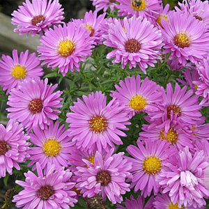 Aster (D) 'Heinz Richard' GM P9