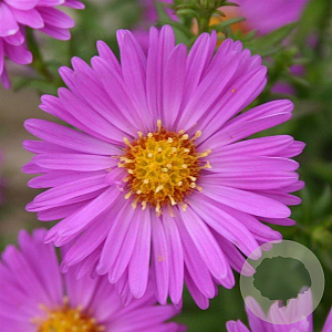 Aster (D) 'Heinz Richard' GM P9