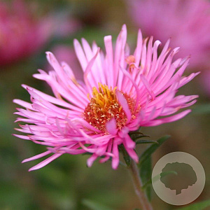 Aster n.-a. 'Rudelsburg' GM P9
