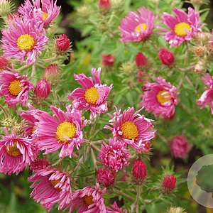 Aster n.-a. 'Rudelsburg' GM P9