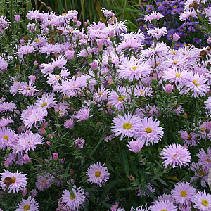 Aster n.-b. 'Fellowship' GM P9