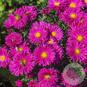 Aster 'Neron' GM P9