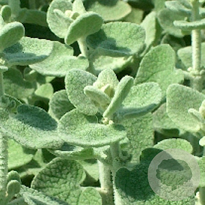Ballota pseudodictamnus GM P9