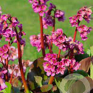 Bergenia 'Bressingham Ruby' GM P9