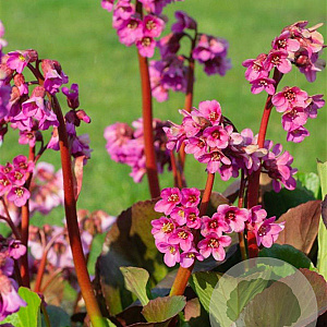 Bergenia 'Bressingham Ruby' GM P9