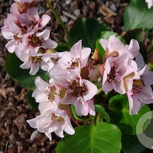Bergenia 'Harzkristall' GM P9