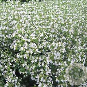 Calamintha n. 'Triumphator' GM P9