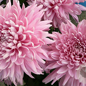 Chrysanthemum (R) 'D. of Edinburgh' GM P9