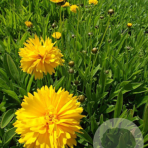 Coreopsis gr. 'Sunray' GM P9