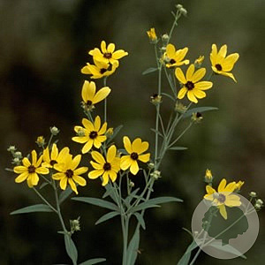 Coreopsis tripteris GM P9