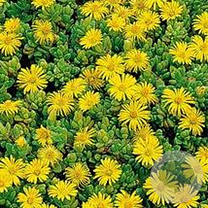 Delosperma congestum GM P9