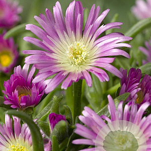 Delosperma sutherlandii GM P9