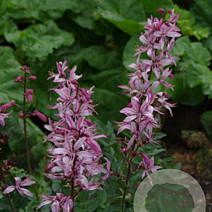 Dictamnus albus 'Purpureus' GM P9